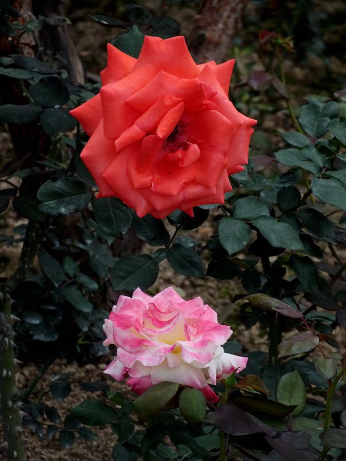 #ZOL月赛-春暖花开#月季花