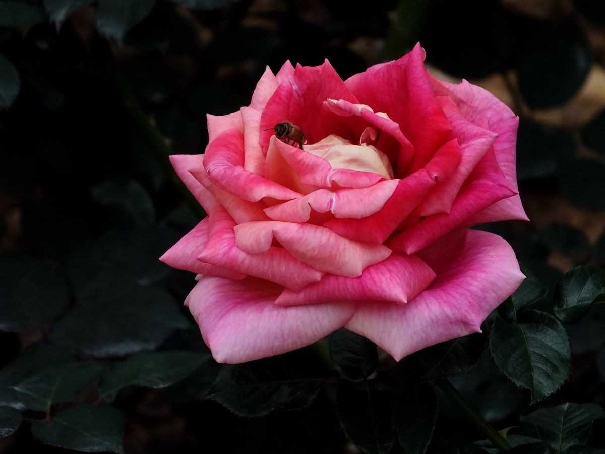 #ZOL月赛-春暖花开#月季花