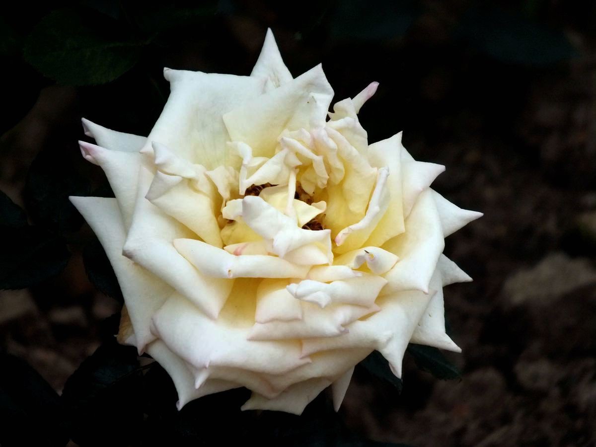 #ZOL月赛-春暖花开#月季花