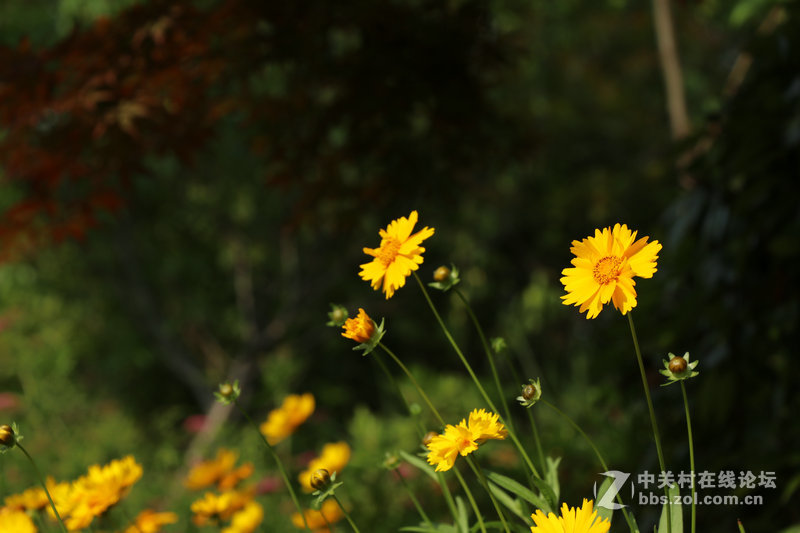 生活圈狭窄实在没什么好拍，题材也只有几多花了！