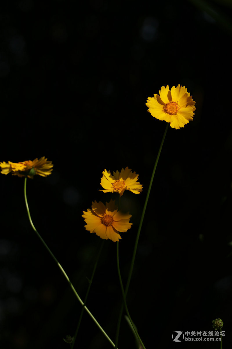 生活圈狭窄实在没什么好拍，题材也只有几多花了！