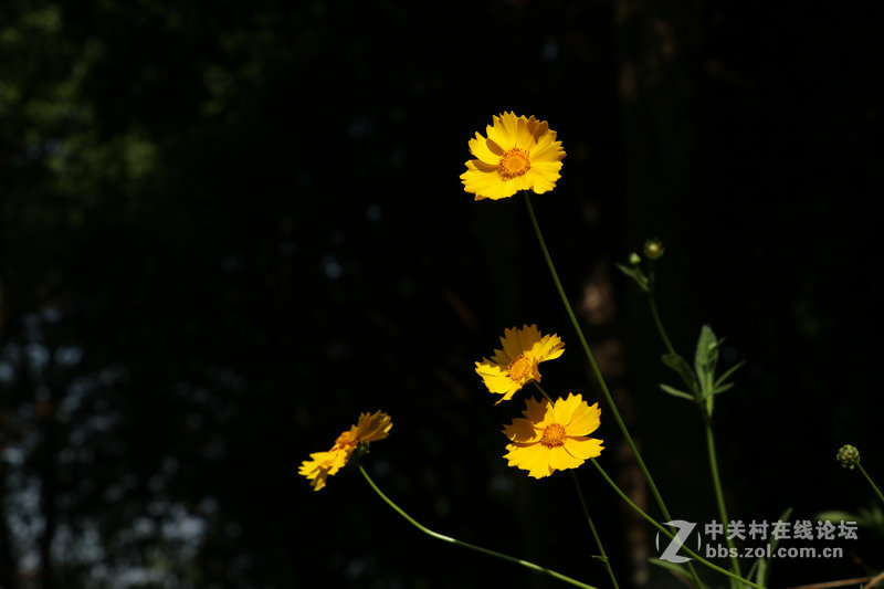 生活圈狭窄实在没什么好拍，题材也只有几多花了！