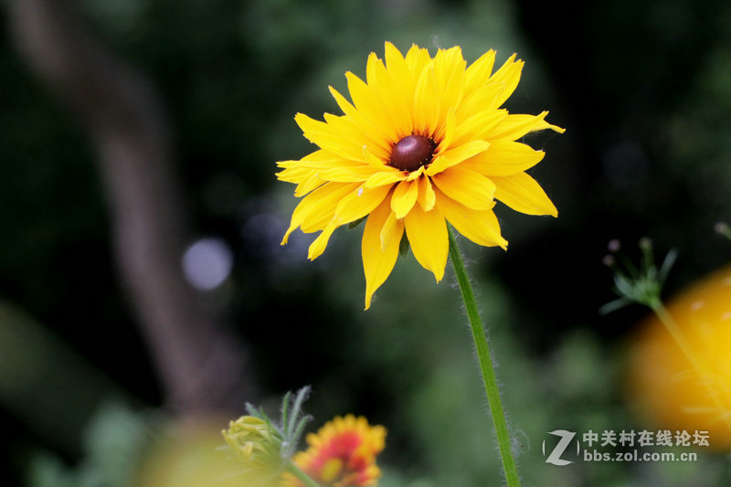生活圈狭窄实在没什么好拍，题材也只有几多花了！