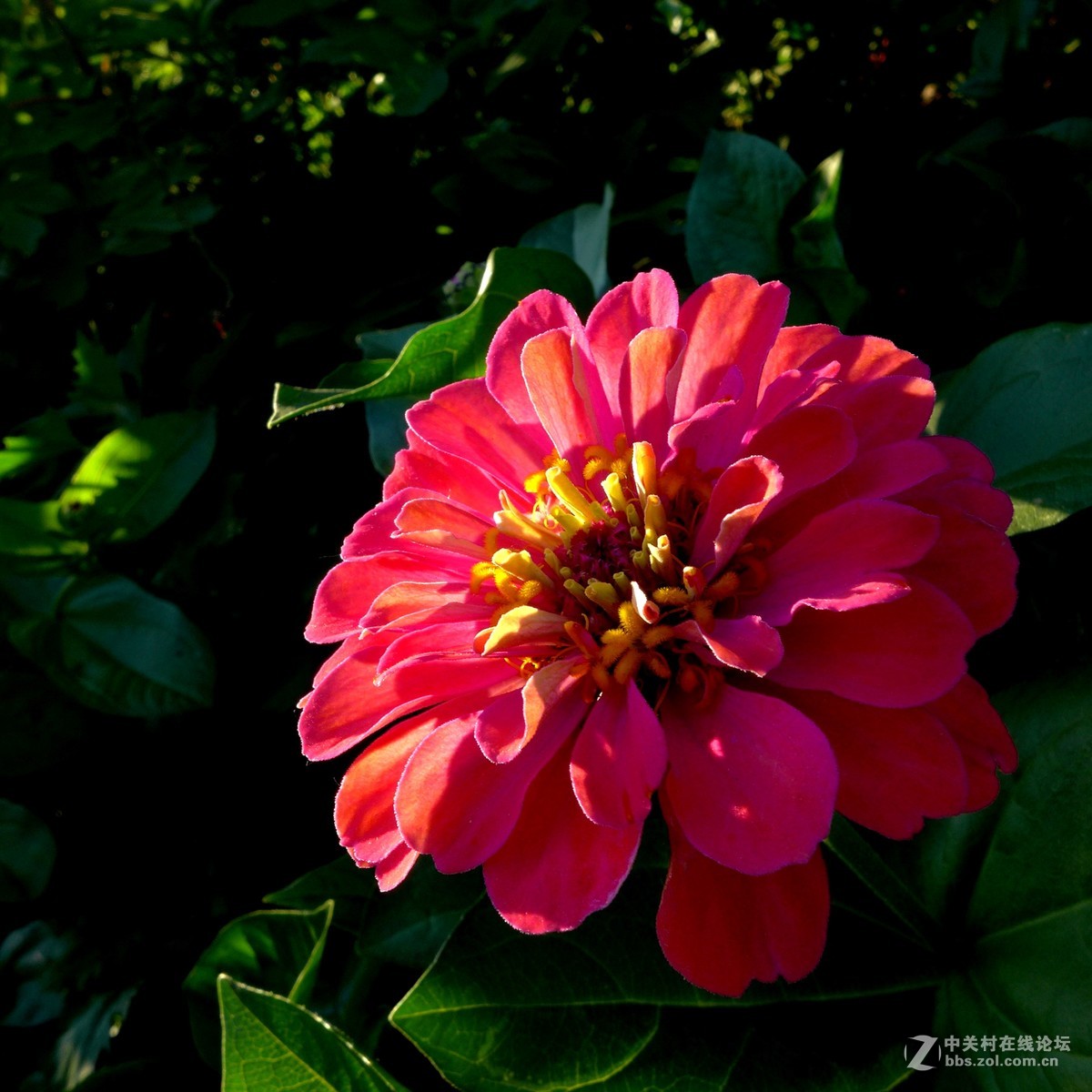 散步随拍31（草花小景），请多多指教。
