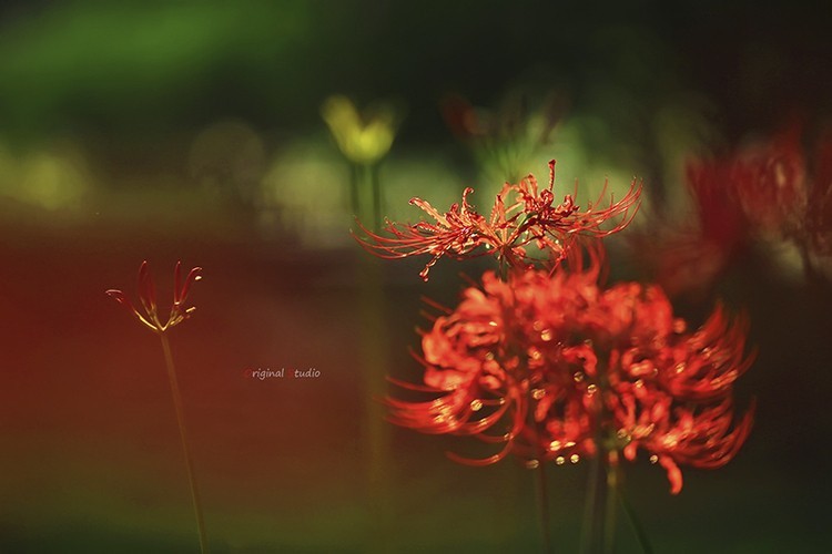 #佳能月赛-秋高气爽#彼岸花