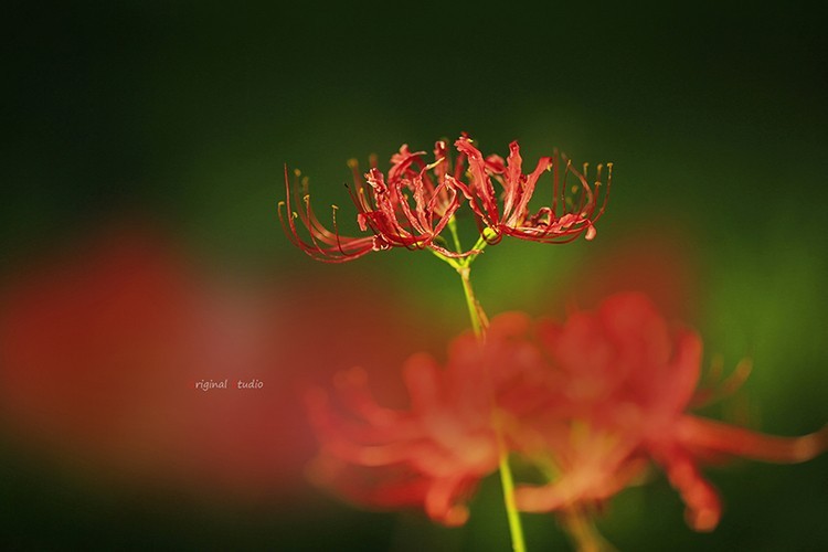 #佳能月赛-秋高气爽#彼岸花