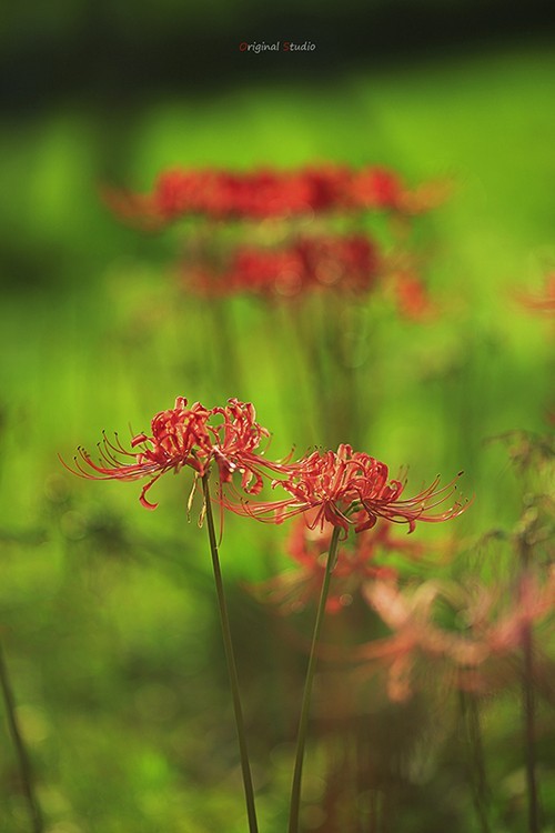 #佳能月赛-秋高气爽#彼岸花