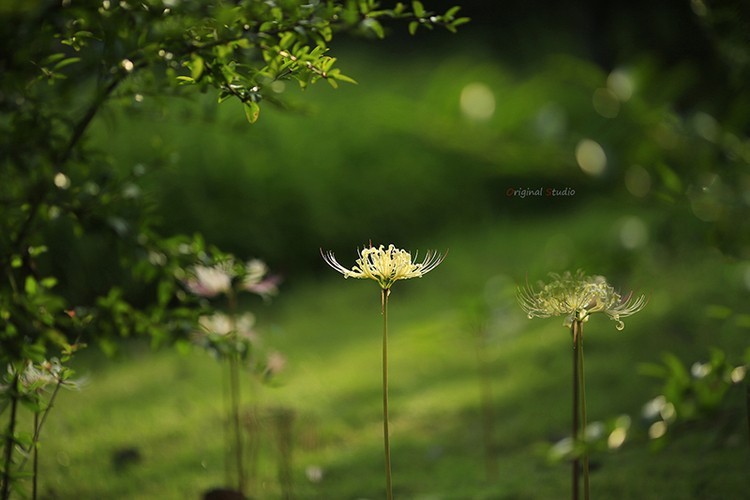 #佳能月赛-秋高气爽#彼岸花