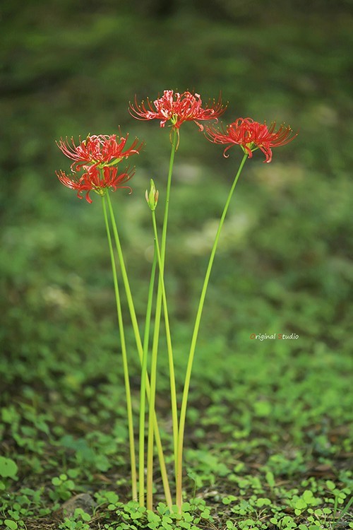 #佳能月赛-秋高气爽#彼岸花