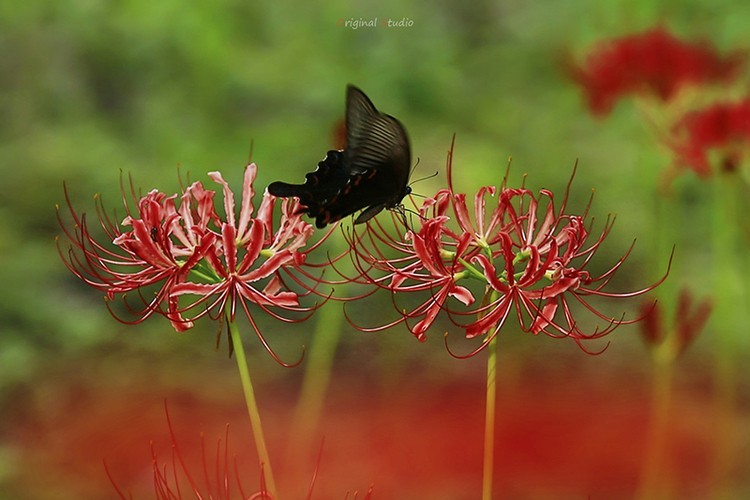 #佳能月赛-秋高气爽#彼岸花