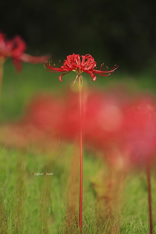 #佳能月赛-秋高气爽#彼岸花