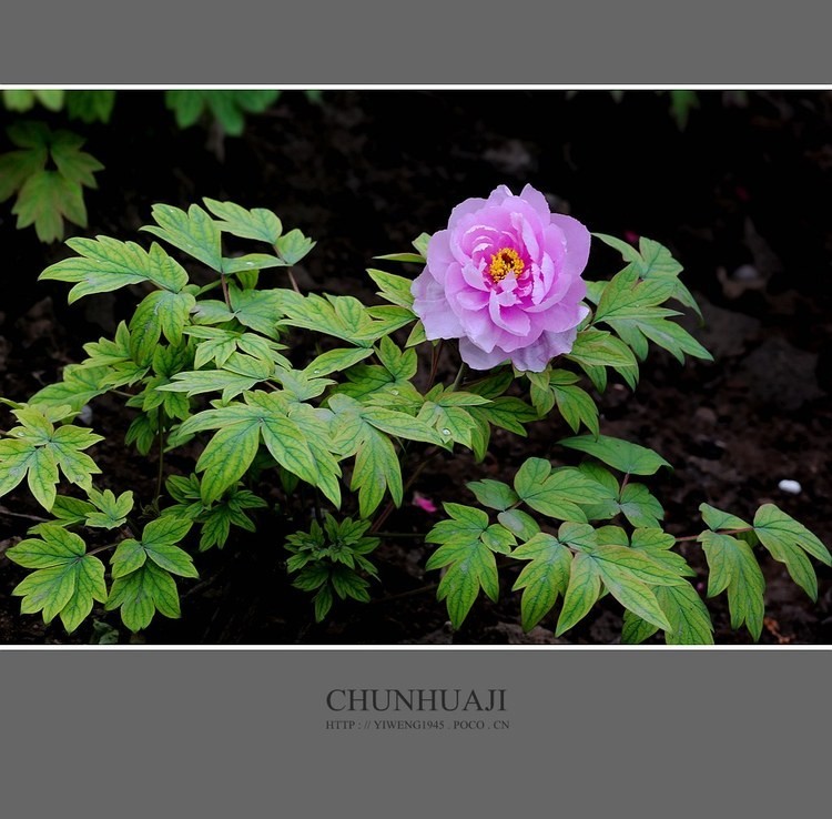 #佳能月赛-秋高气爽#牡丹花