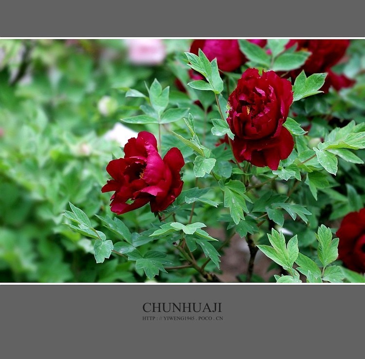 #佳能月赛-秋高气爽#牡丹花