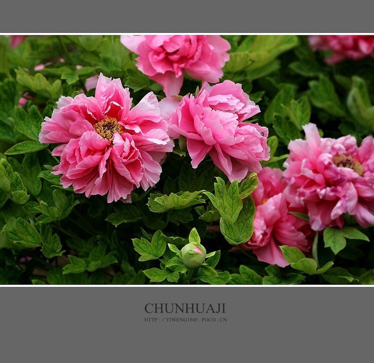 #佳能月赛-秋高气爽#牡丹花