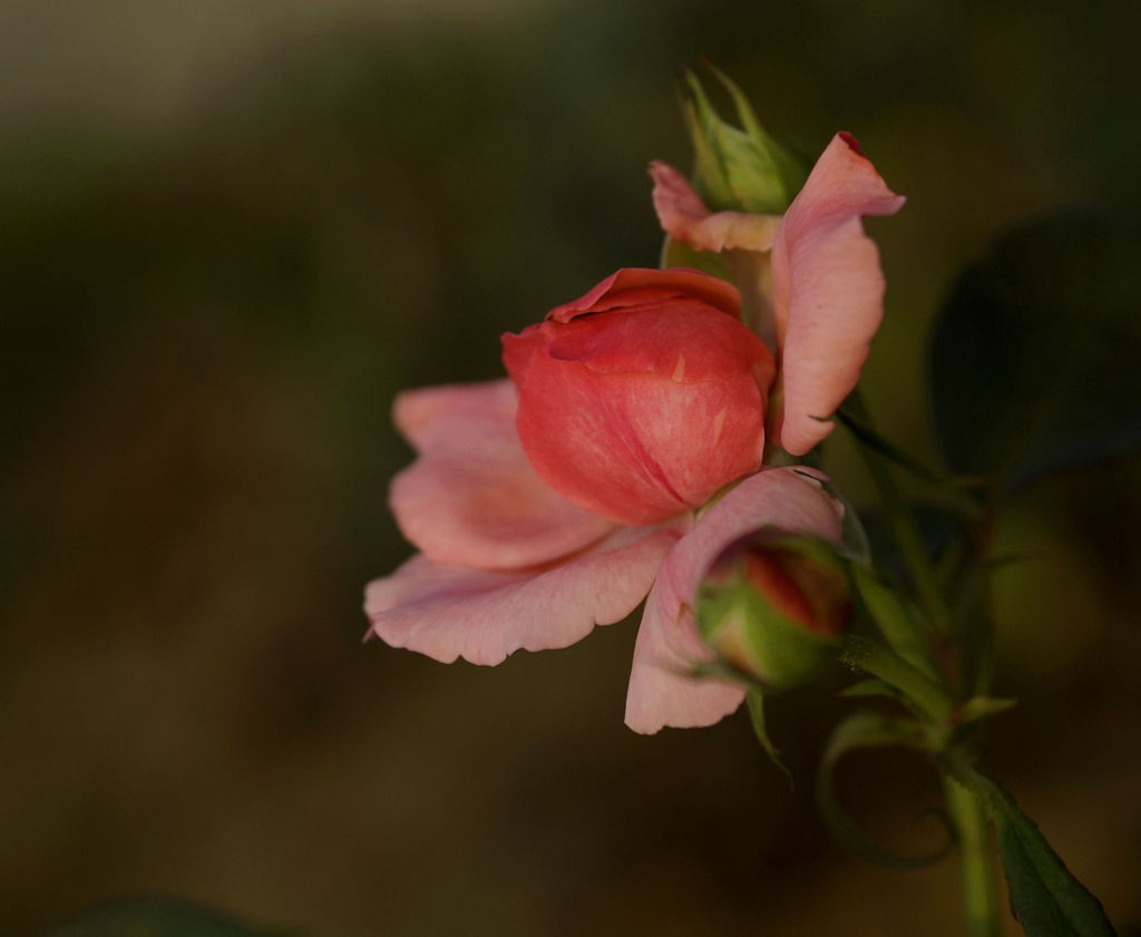 今日玩拍月季花（SONY 微单ILCE-3000 搭配适马60mmf2.8Art定焦）