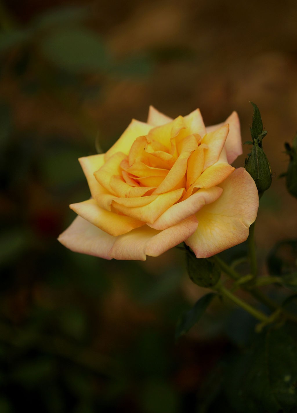 今日玩拍月季花（SONY 微单ILCE-3000 搭配适马60mmf2.8Art定焦）