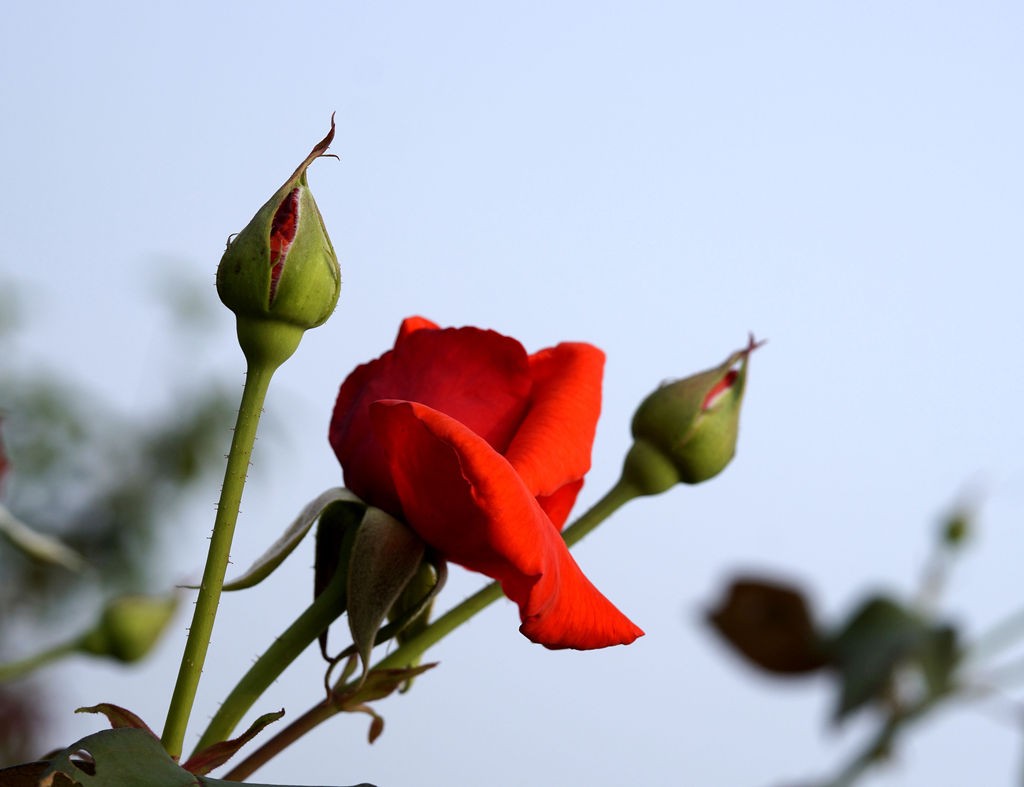 今日玩拍月季花（SONY 微单ILCE-3000 搭配适马60mmf2.8Art定焦）