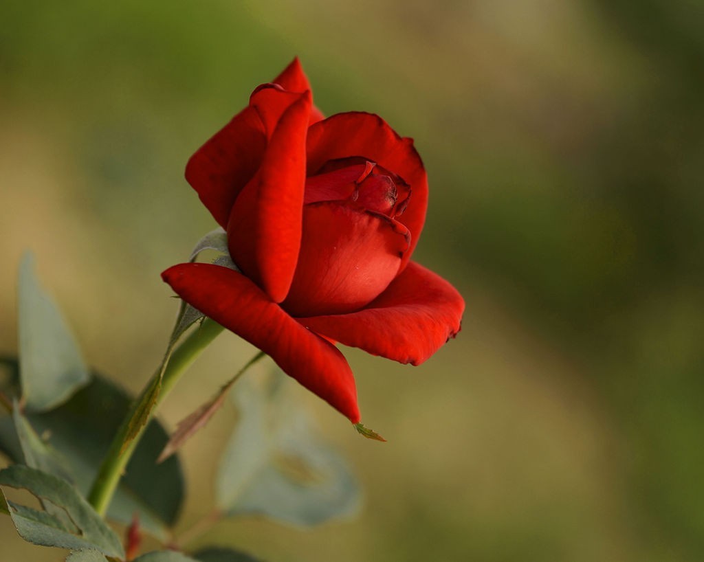 今日玩拍月季花（SONY 微单ILCE-3000 搭配适马60mmf2.8Art定焦）