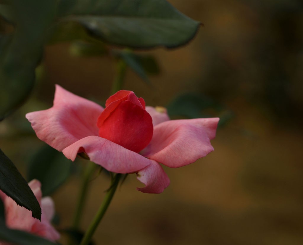 今日玩拍月季花（SONY 微单ILCE-3000 搭配适马60mmf2.8Art定焦）