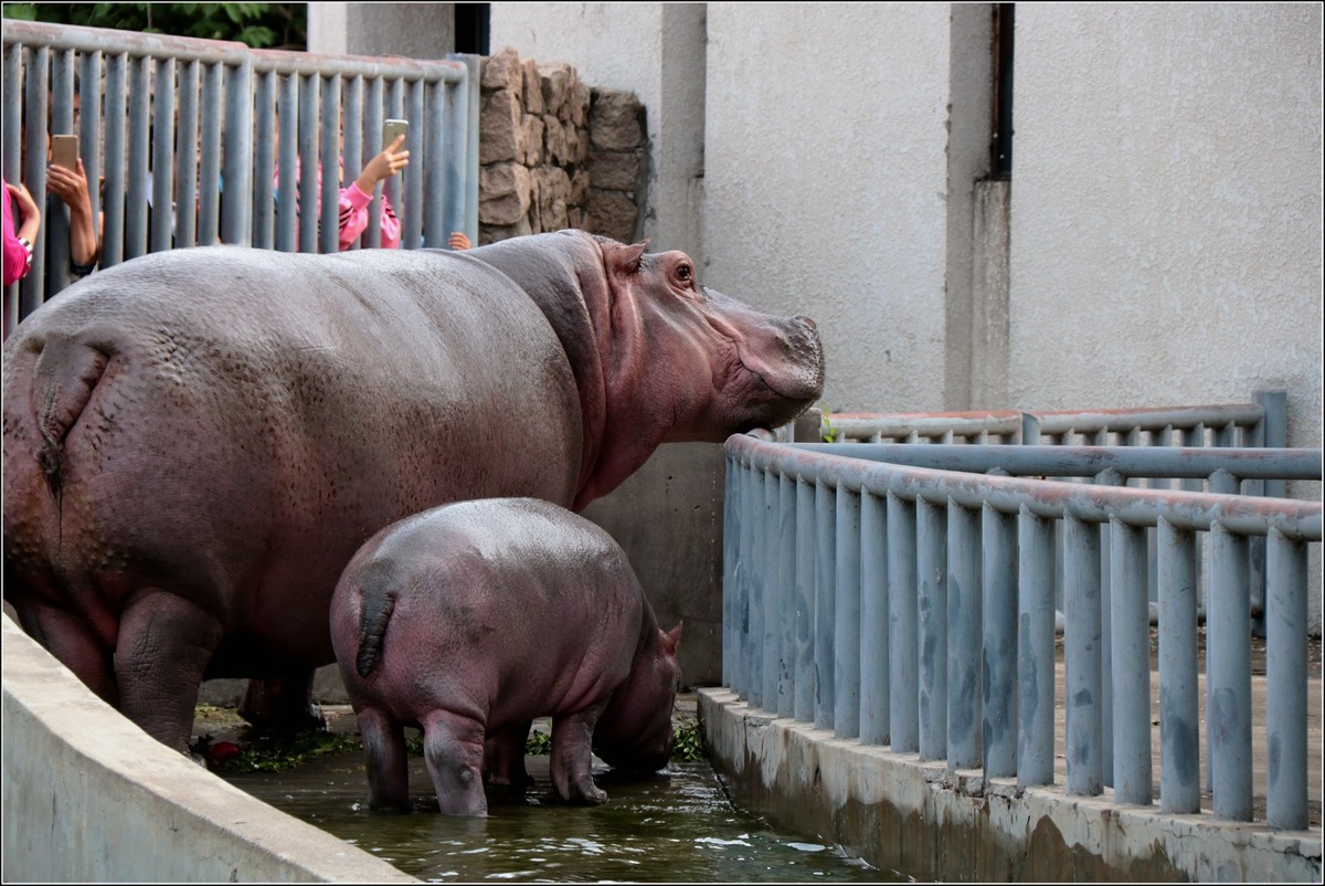 肉滚滚的河马妈妈和它的孩子