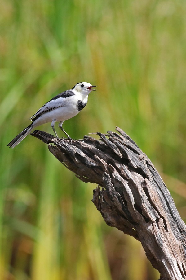 鸟类摄影—灵俏的白鹡鸰