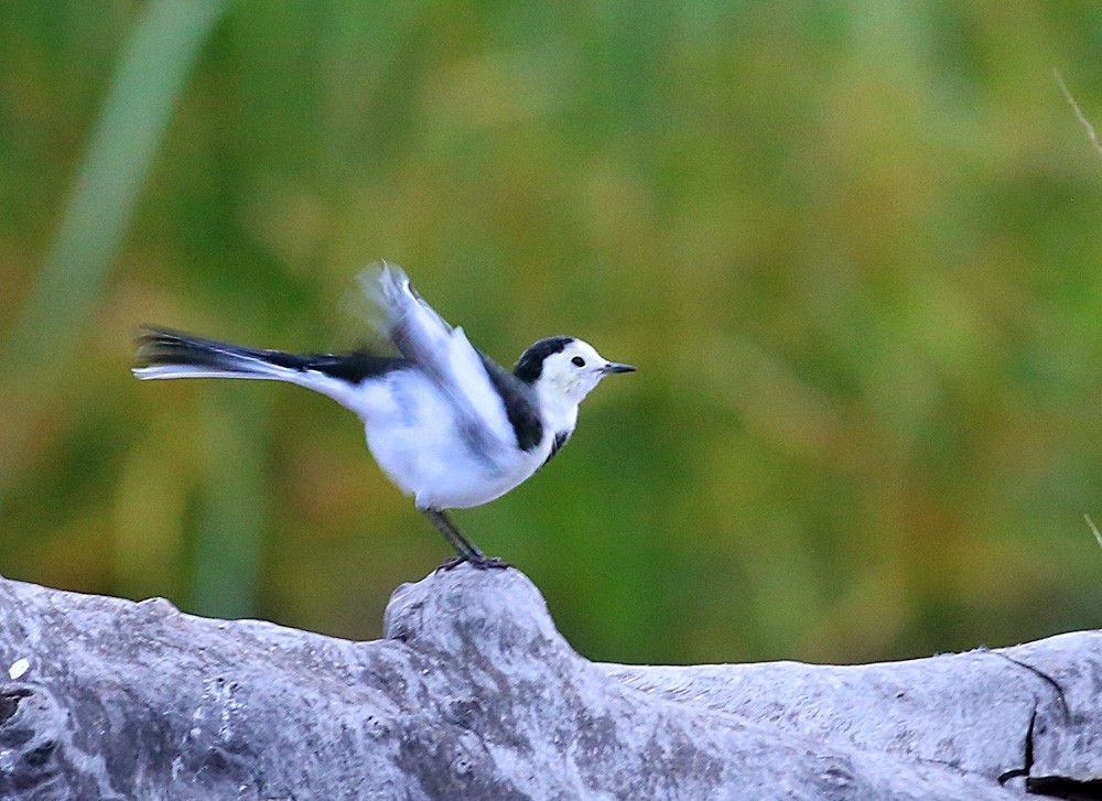鸟类摄影—灵俏的白鹡 