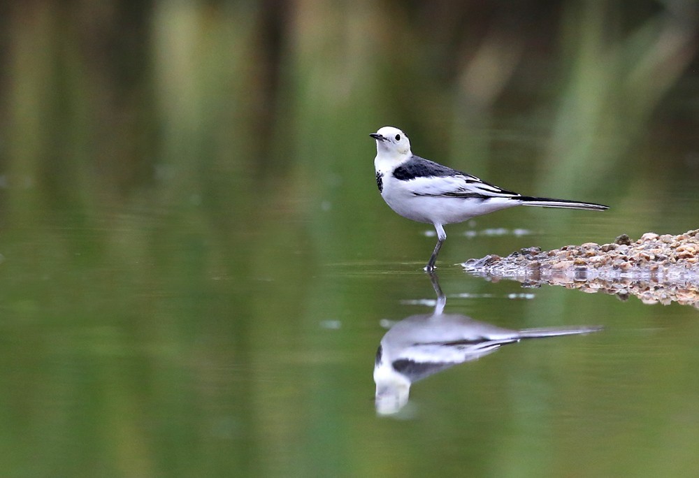 鸟类摄影—灵俏的白鹡鸰