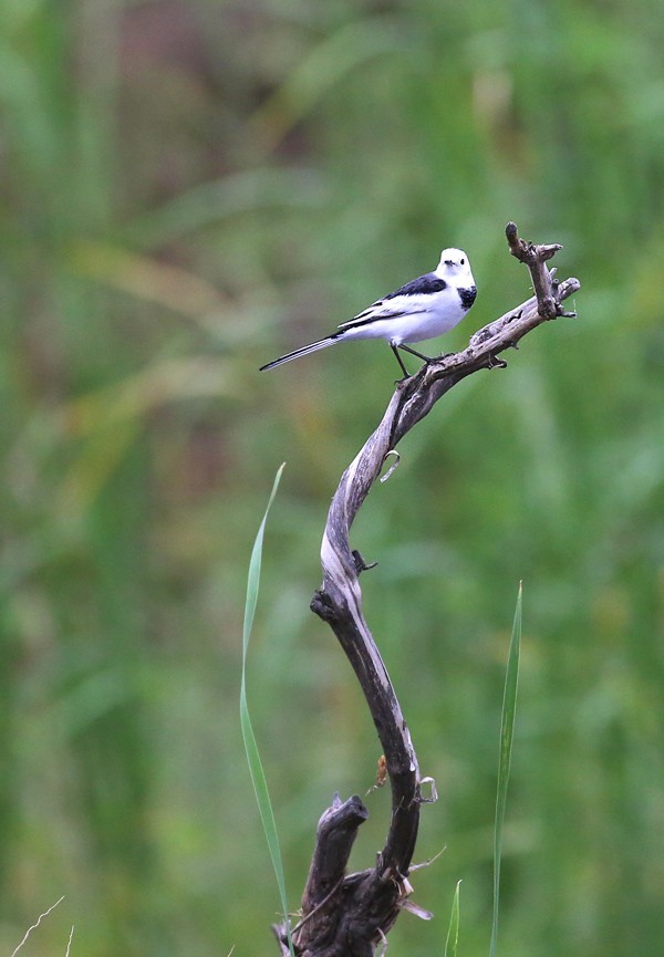 鸟类摄影—灵俏的白鹡鸰