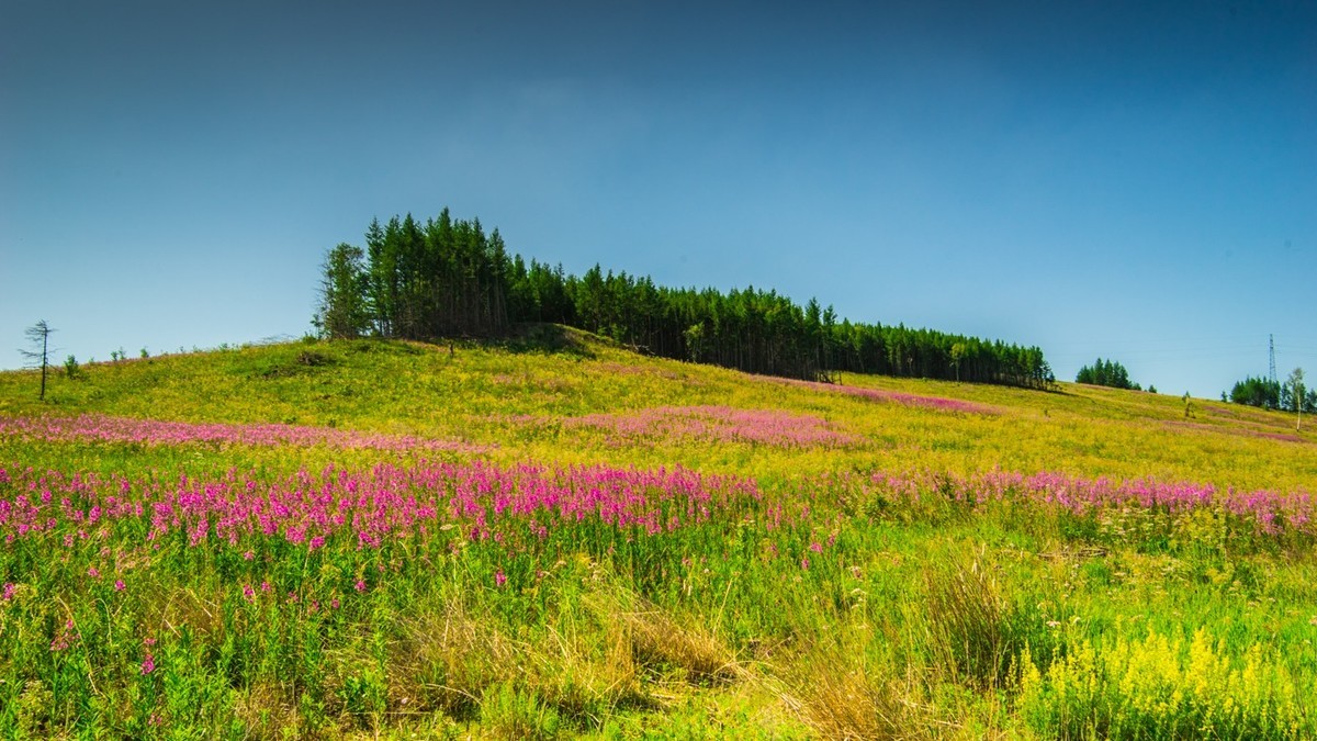 美丽的草原山坡开满柳兰花