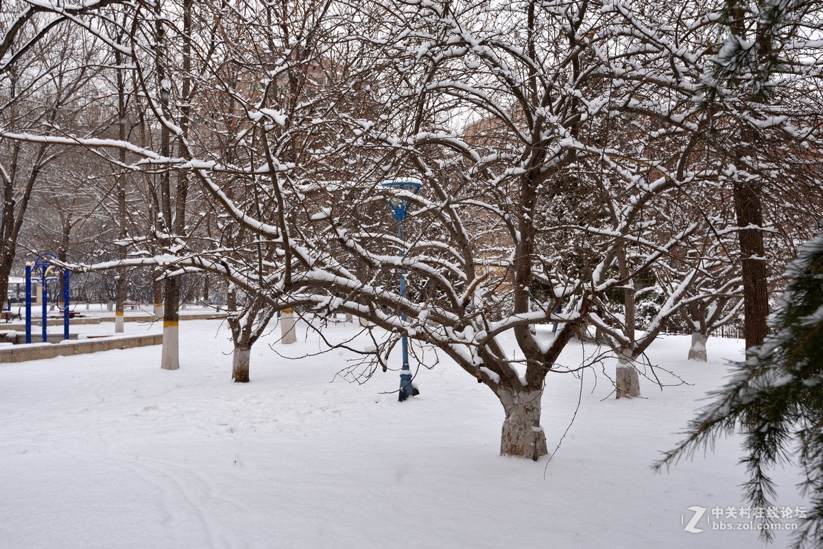 2019年我们小区的瑞雪