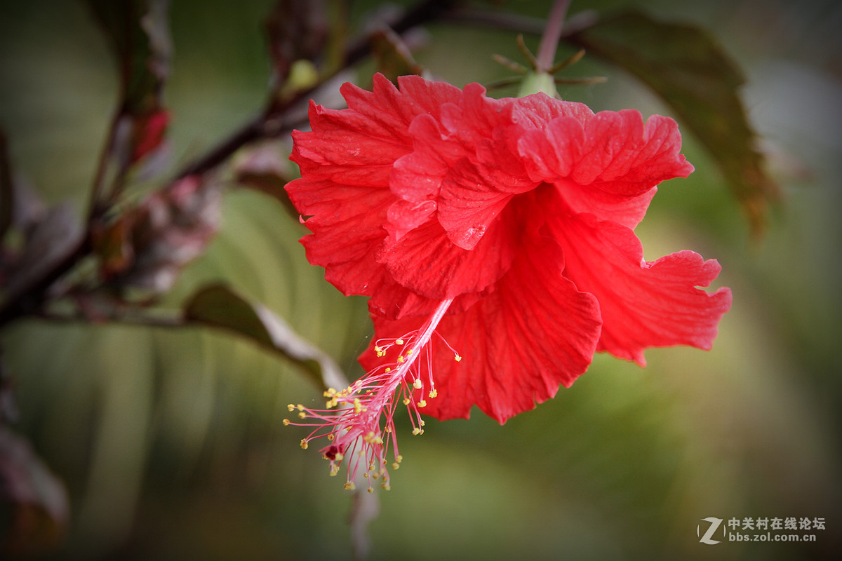 一组红叶扶桑花-中关村在线摄影论坛