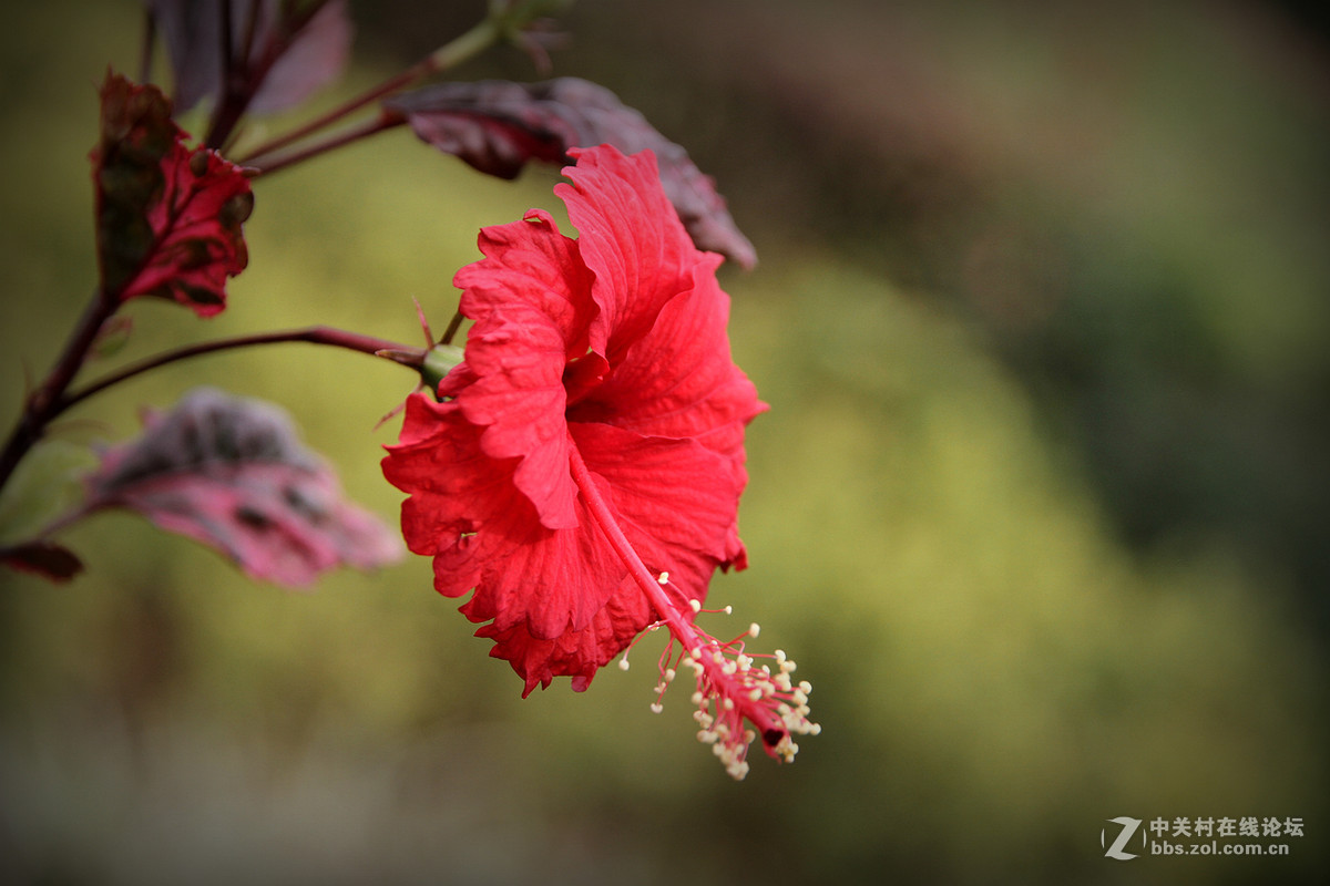 一组红叶扶桑花-中关村在线摄影论坛