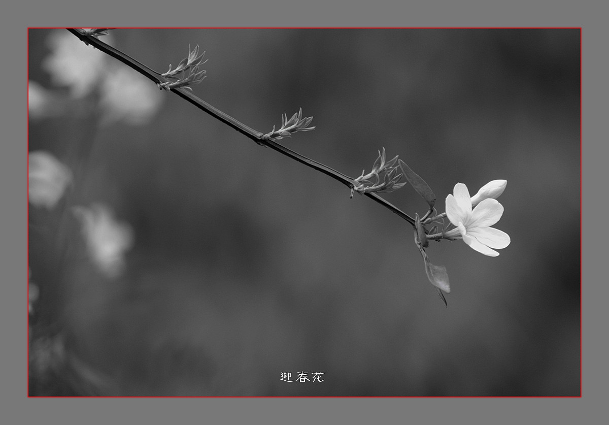迎春花黑白片