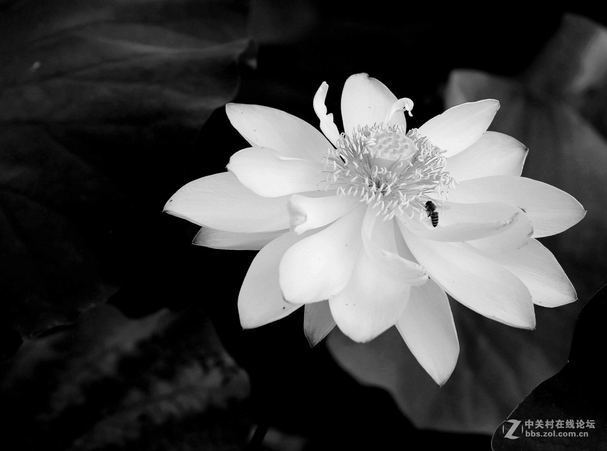 黑白小花