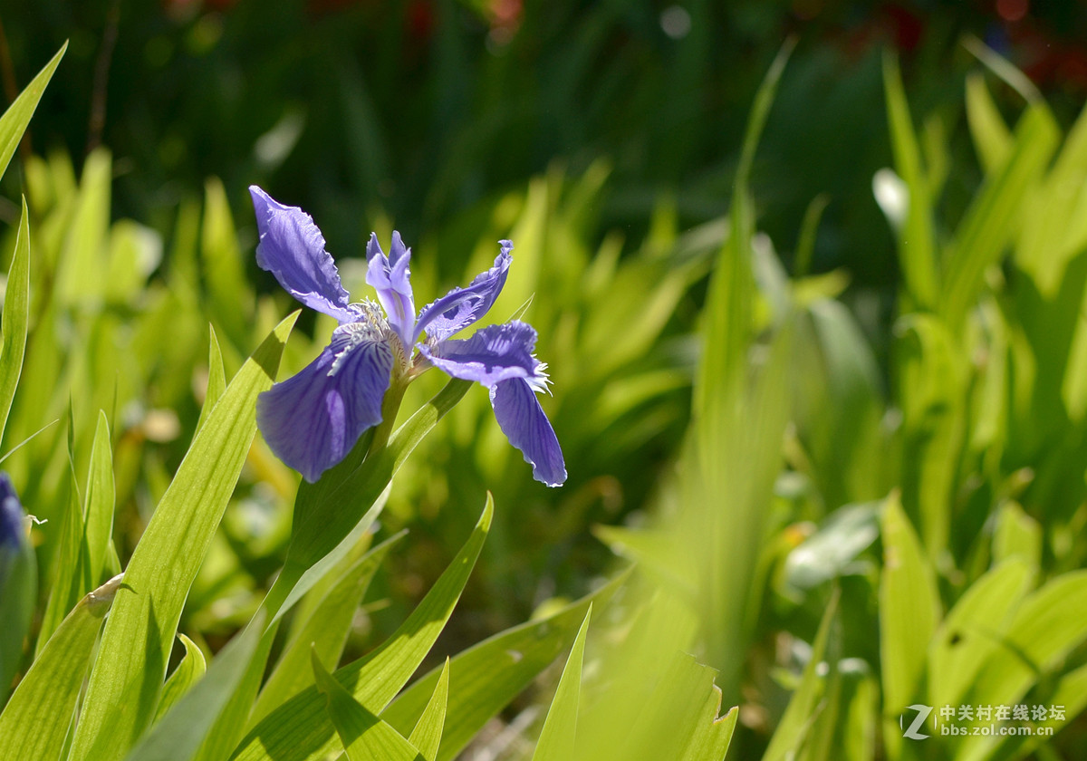 鸢尾花和二月兰