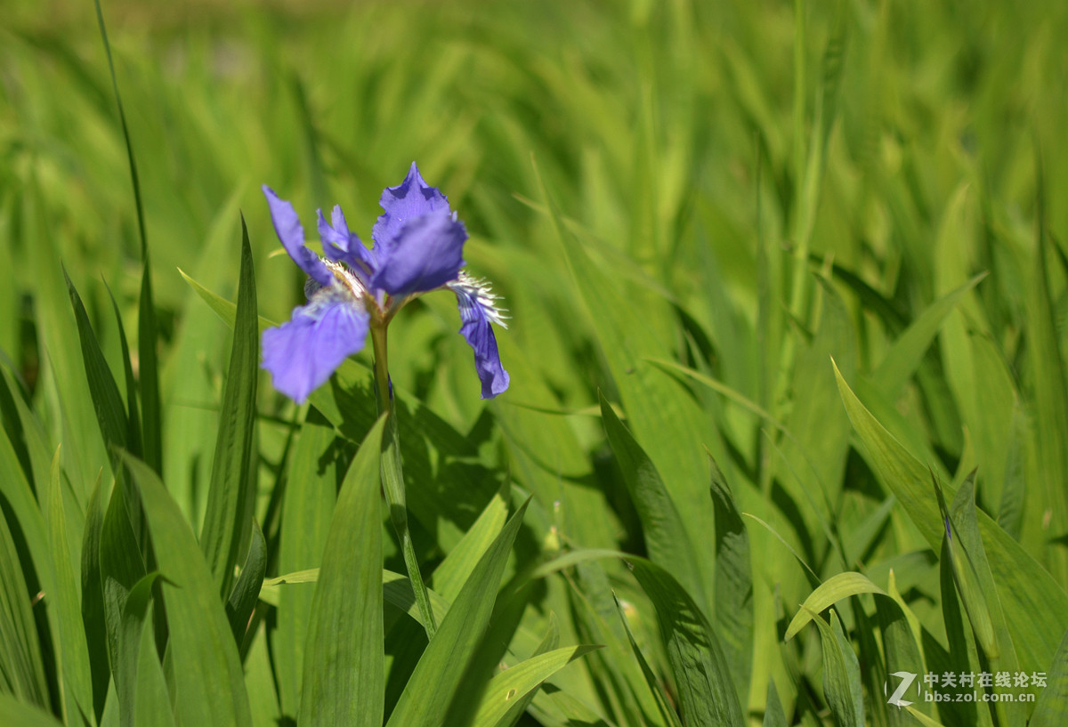 鸢尾花和二月兰