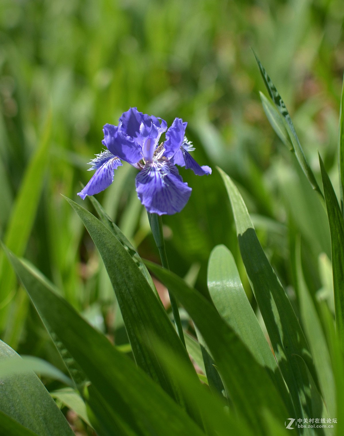 鸢尾花和二月兰