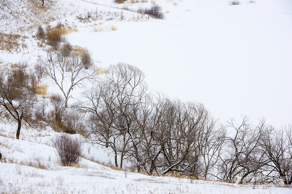 浓妆淡抹之坝上冬景