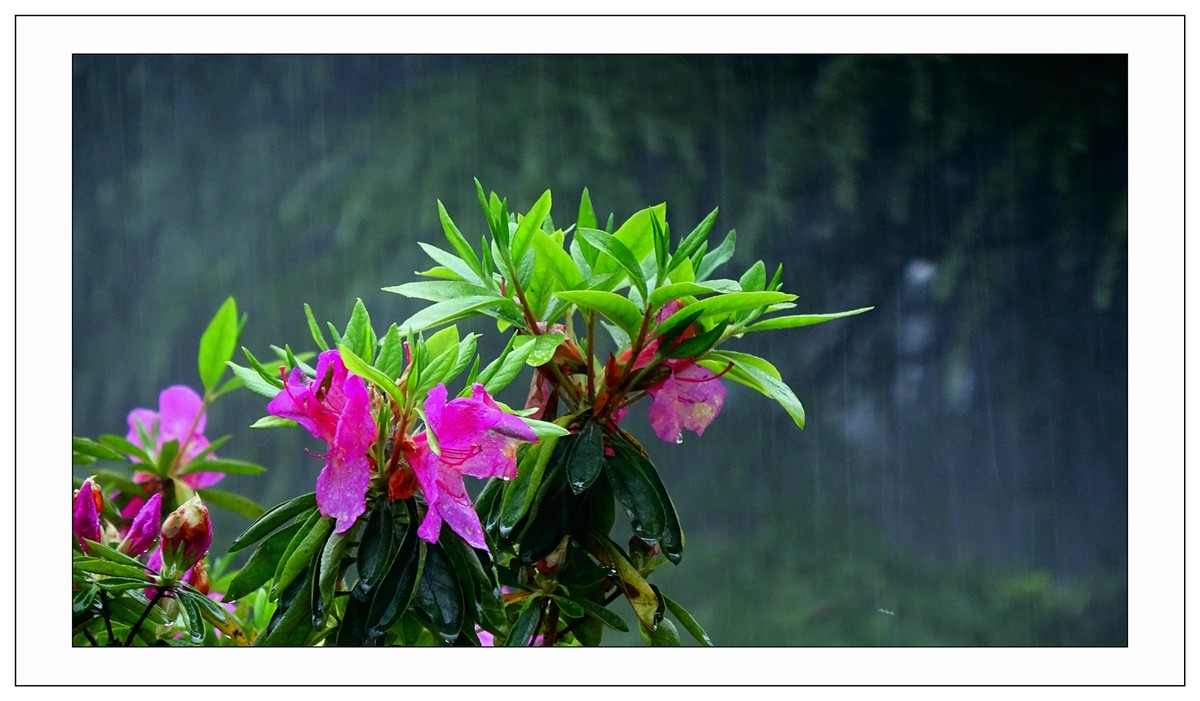 雨灑杜鵑紅