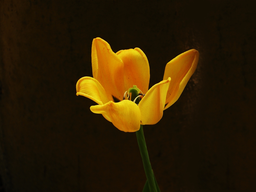 妖娆华美郁金香