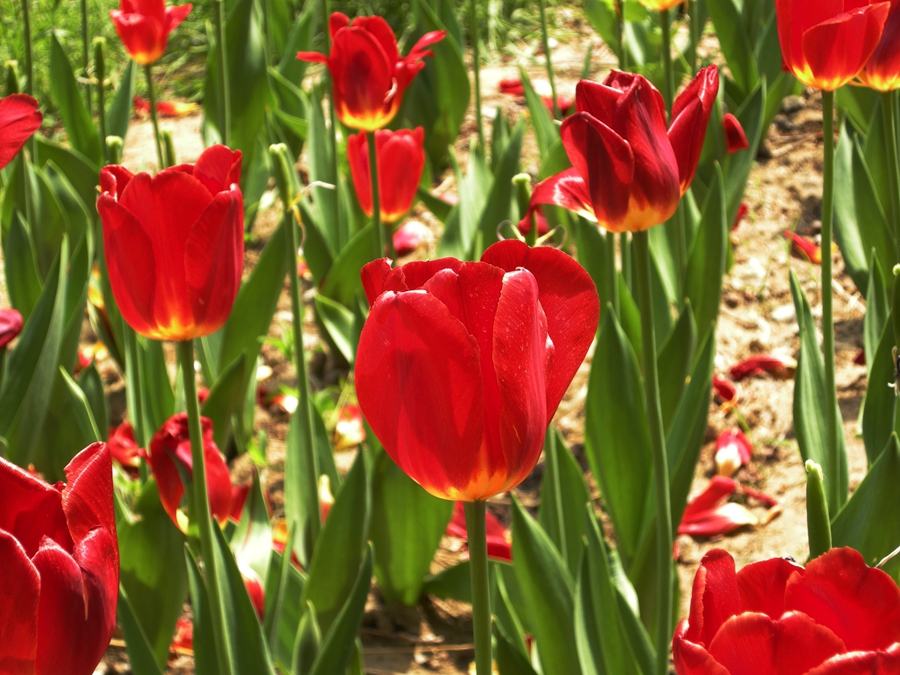 妖娆华美郁金香