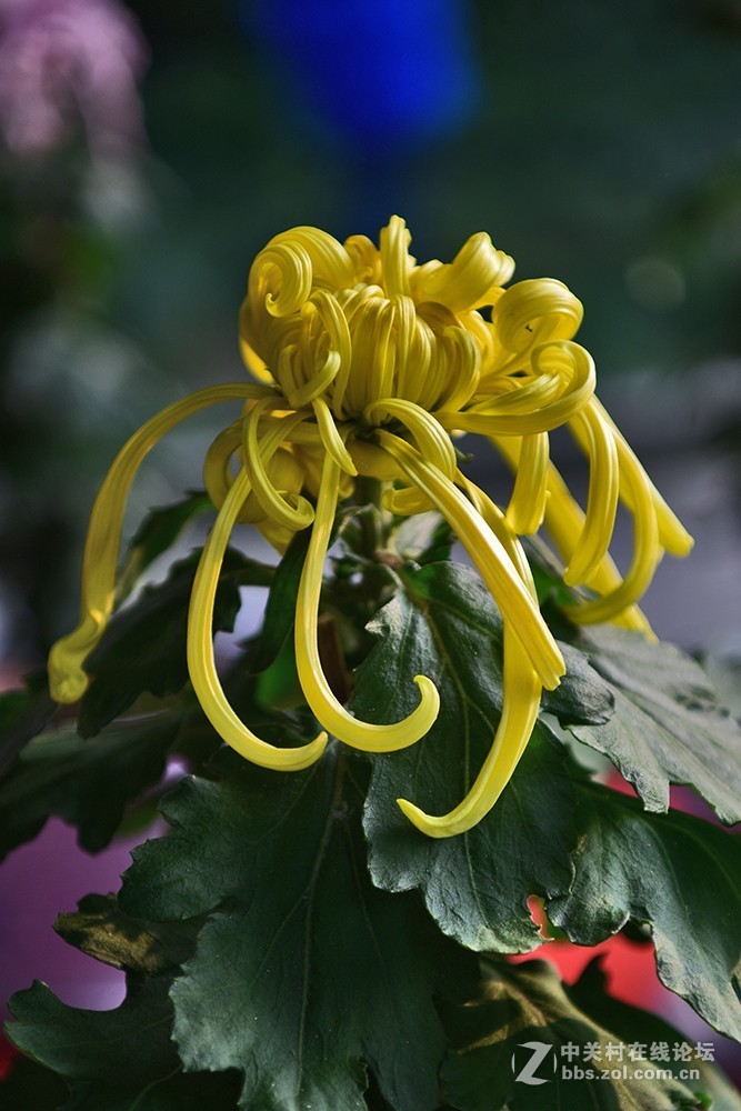 一组菊花----看看此头最大光圈的表现