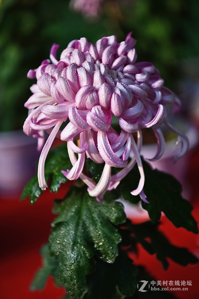 一组菊花----看看此头最大光圈的表现