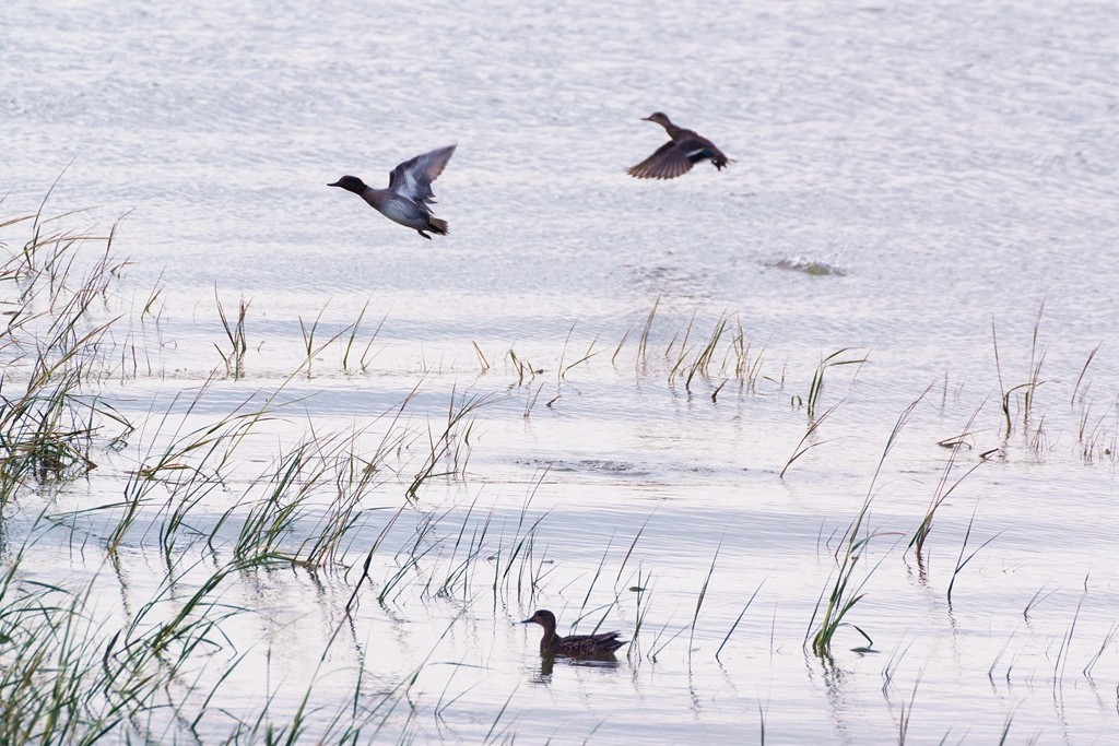 来南方过冬的候鸟