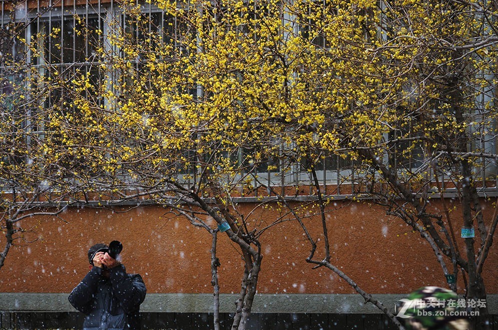 腊梅迎春雪