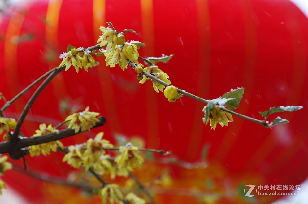 腊梅迎春雪