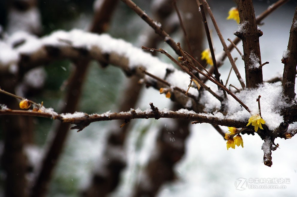 腊梅迎春雪