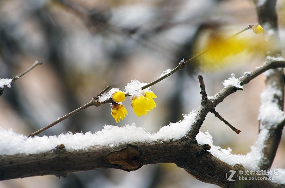 腊梅迎春雪