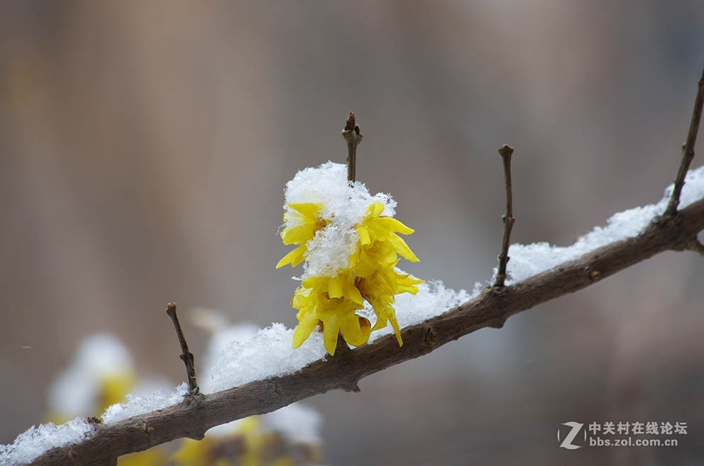腊梅迎春雪