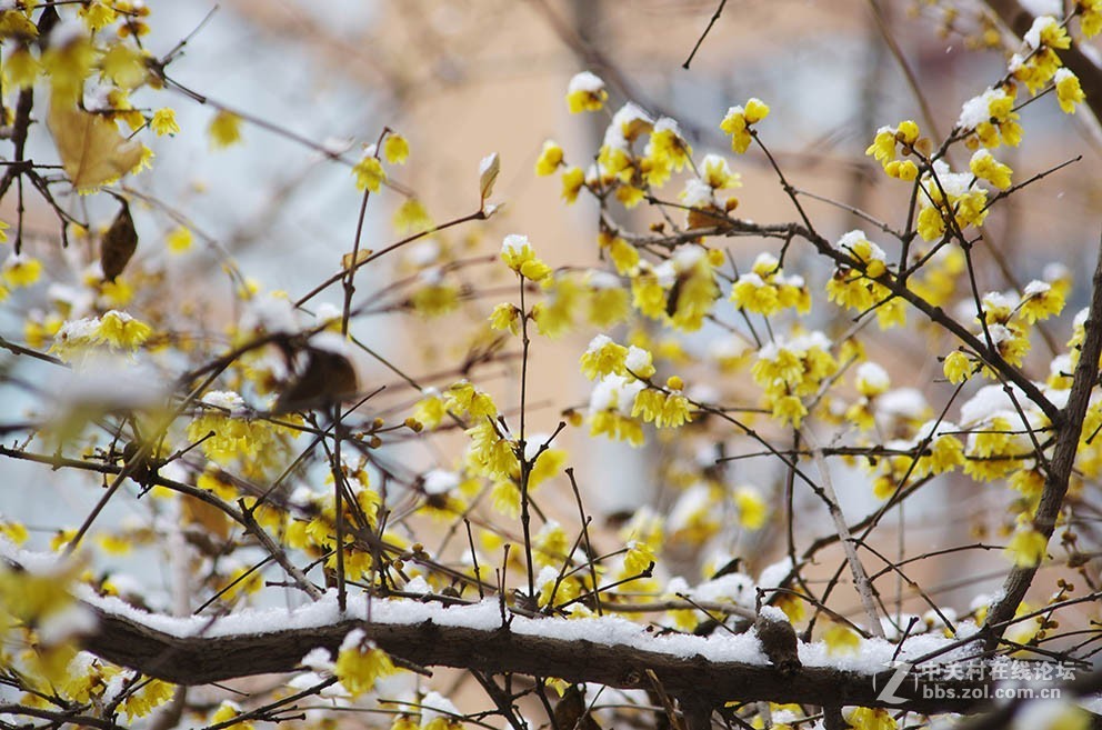 腊梅迎春雪